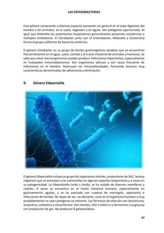 LAS ENTEROBACTERIAS
47
Este género comprende a diversas especies presentes en general en el tubo digestivo del
hombre y los animales, en el suelo, vegetales y en aguas. Son patógenos oportunistas. Al
igual que Klebsiella los aislamientos hospitalarios generalmente presentan resistencias a
múltiples antibióticos. El Citrobacter junto con el Enterobacter, Klebsiella y Escherichia
forma el grupo coliforme de bacterias entéricas.
El género Citrobacter es un grupo de bacilos gramnegativos aerobios que se encuentran
frecuentemente en el agua, suelo, comida y el tracto intestinal de animales y humanos. Se
sabe que estos microorganismos pueden producir infecciones importantes, especialmente
en huéspedes inmunodepresivos. Son organismos ubicuos y son causa frecuente de
infecciones en el hombre. Destruyen las microvellosidades, formando lesiones muy
características denominadas de adherencia y eliminación.
9. Género Edwarsiella
El género Edwarsiella incluye un grupo de organismos móviles, productores de SH2, lactosa
negativos que se asemejan a las salmonellas en algunos aspectos bioquímicos y a veces en
su patogenicidad. La Edwardsiella tarda o tardía, se ha aislado de diversos mamíferos y
reptiles. A veces se encuentra en el tracto intestinal humano, especialmente en
gastroenteritis agudas, y se ha asociado con cuadros de meningitis, septicemia e
infecciones de heridas. No dejan de ser, no obstante, raras en el organismo humano y muy
probablemente no sean patógenas ex extremo. Los fármacos de elección son kanamicina,
ampicilina, cefalotina y cloranfenicol. Son móviles, SH2 e Indol (+) y fermentan a la glucosa
con producción de gas. No producen ß galactosidasa.
 
