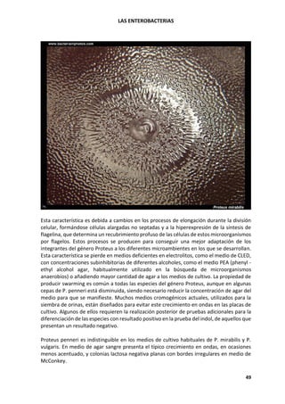 LAS ENTEROBACTERIAS
49
Esta característica es debida a cambios en los procesos de elongación durante la división
celular, formándose células alargadas no septadas y a la hiperexpresión de la síntesis de
flagelina, que determina un recubrimiento profuso de las células de estos microorganismos
por flagelos. Estos procesos se producen para conseguir una mejor adaptación de los
integrantes del género Proteus a los diferentes microambientes en los que se desarrollan.
Esta característica se pierde en medios deficientes en electrolitos, como el medio de CLED,
con concentraciones subinhibitorias de diferentes alcoholes, como el medio PEA (phenyl -
ethyl alcohol agar, habitualmente utilizado en la búsqueda de microorganismos
anaerobios) o añadiendo mayor cantidad de agar a los medios de cultivo. La propiedad de
producir swarming es común a todas las especies del género Proteus, aunque en algunas
cepas de P. penneri está disminuida, siendo necesario reducir la concentración de agar del
medio para que se manifieste. Muchos medios cromogénicos actuales, utilizados para la
siembra de orinas, están diseñados para evitar este crecimiento en ondas en las placas de
cultivo. Algunos de ellos requieren la realización posterior de pruebas adicionales para la
diferenciación de las especies con resultado positivo en la prueba del indol, de aquellos que
presentan un resultado negativo.
Proteus penneri es indistinguible en los medios de cultivo habituales de P. mirabilis y P.
vulgaris. En medio de agar sangre presenta el típico crecimiento en ondas, en ocasiones
menos acentuado, y colonias lactosa negativa planas con bordes irregulares en medio de
McConkey.
 