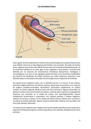LAS ENTEROBACTERIAS
5
Esta singular familia comprende un número muy variado de géneros y especies bacterianos
cuyo hábitat natural es el tubo digestivo del hombre y los animales. No todos los bacilos
Gram negativos que tienen este hábitat forman parte de la familia Enterobacteriaceae. Se
los encuentra también en el suelo, agua, frutas, vegetales y otras plantas. La familia está
definida por un conjunto de características fenotípicas (bioquímicas, fisiológicas e
inmunológicas) a las que se han agregado posteriormente otros elementos establecidos
por técnicas de hibridación de ácidos nucleicos que miden distancias evolutivas y han
definido mejor la interrelación de todos los microorganismos integrantes de la familia.
Son bacilos Gram negativos rectos, con un diámetro de 0.3 a 1.5 micras. Si son móviles,
presentan flagelos perítricos. No forman esporos. Desarrollan en presencia o en ausencia
de oxígeno (aerobios-anaerobios facultativos). Desarrollan rápidamente en medios
simples, no siendo exigentes desde el punto de vista nutricional. Algunos desarrollan en
glucosa o lactosa como única fuente de carbono, mientras otros requieren el agregado de
vitaminas y/o minerales en el medio de cultivo. Son quimiorganotrofos, poseen
metabolismo fermentativo y respiratorio. Son catalasa positivos y oxidasa negativos;
reducen los nitratos a nitritos. En los medios de cultivo forman colonias lisas, convexas y
circulares de bordes definidos. Algunas especies desarrollan colonias más mucoides que
otras (por ejemplo, Klebsiella).
Los bacilos Gram negativos que integran esta Familia pueden identificarse por medio de la
expresión fenotípica de algunos caracteres genéticos y los métodos utilizados tienen como
principio:
 