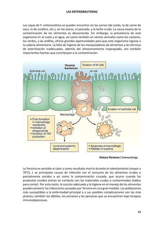 LAS ENTEROBACTERIAS
57
Las cepas de Y. enterocolitica se pueden encontrar en las carnes (de cerdo, la de carne de
vaca, la de cordero, etc.), en las ostras, el pescado, y la leche cruda. La causa exacta de la
contaminación de los alimentos es desconocida. Sin embargo, la prevalencia de este
organismo en el suelo y el agua, así como también en ciertos animales como los castores,
los cerdos, y las ardillas, ofrece grandes oportunidades para que este organismo ingrese a
la cadena alimentaria. La falta de higiene de los manipuladores de alimentos y las técnicas
de esterilización inadecuadas, además del almacenamiento inapropiado, son también
importantes fuentes que contribuyen a la contaminación.
La Yersinia es sensible al calor y como resultado morirá durante el calentamiento (mayor a
70°C). L as principales causas de infección son el consumo de los alimentos crudos o
parcialmente cocidos y así como la contaminación cruzada, que ocurre cuando los
productos cocidos entran en contacto con los materiales crudos o contaminados (tablas
para cortar). Por esta razón, la cocción adecuada y la higiene en el manejo de los alimentos
pueden prevenir las infecciones causadas por Yersinia en una gran medida. Las poblaciones
más susceptibles a la enfermedad principal y a sus posibles complicaciones son las más
jóvenes, también los débiles, los ancianos y las personas que se encuentren bajo terapias
inmunodepresivas.
 