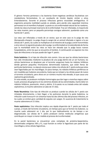LAS ENTEROBACTERIAS
59
El género Yersinia pertenece a las bacterias Gram-negativas aeróbicas facultativas con
metabolismo fermentativo. Es un cocobacilo de tinción bipolar similar a otras
Enterobacterias. Durante el proceso infeccioso genera viscosidad antifagocítica. El
organismo presenta motilidad cuando es aislado, pero pierde esta capacidad mientras
permanece en el mamífero huésped. La peste es una enfermedad natural de los roedores,
siendo las ratas el principal reservorio de la enfermedad. Tras ser infectadas, la mayoría de
las ratas mueren, pero un pequeño porcentaje consigue sobrevivir, quedando como una
fuente de Y. pestis.
Las ratas son infectadas a través de un vector, que en este caso es la pulga de rata
(Xenopssylla cheopis). La pulga chupa la sangre de un animal infectado e ingiere a la vez
células de Y. pestis, las cuales se multiplican en el intestino de la pulga y serán transmitidas
a otra rata en la siguiente picadura de la pulga. La enfermedad se irá extendiendo de forma
que la mortalidad entre las ratas se hace tan elevada que la pulga busca nuevos
hospedadores, entre los que se encuentra el hombre. A continuación se exponen los tres
tipos de infecciones a las que puede dar lugar Y. pestis:
Peste bubónica: En el tipo de infección más común. Una vez que las células bacterianas
han sido introducidas mediante la picadura de una pulga dentro de un ser humano, las
células bacterianas se desplazan por el torrente sanguíneo hasta los nódulos linfáticos
donde generan pequeñas hinchazones denominadas bubones, que están llenos de
partículas bacterianas. La cápsula viscosa que rodea a las células de Y. pestis evita que estas
sean fagocitadas por los macrófagos. En poco tiempo, los nódulos linfáticos periféricos se
ven invadidos por bubones secundarios, hasta que se rompen y las células pasan de nuevo
al torrente circulatorio, pero ahora en un número mucho más elevado, lo que causa una
septicemia generalizada.
En este estado, se producen múltiples hemorragias que dan lugar a manchas negras sobre
la piel, procesos de gangrena en los extremos distales de las extremidades, fuerte dolor en
nódulos linfáticos, postración, shock y delirio. Si la peste no es tratada antes del estado
septicémico, la muerte sobreviene al cabo de 3-5 días.
Peste Neumónica: Este tipo de infección se produce cuando las células de Y. pestis son
inhaladas directamente, o bien llegan a los pulmones durante la peste bubónica. La
infección suele transcurrir sin síntomas hasta los dos últimos días del proceso infectivo, en
los cuales se emiten gran cantidad de esputos con sangre. En ausencia de tratamiento la
muerte sobreviene en 2-3 días.
Peste septicémica: Esta infección implica una rápida dispersión de Y. pestis por todo el
cuerpo, a través del torrente circulatorio, sin tiempo para que se formen los bubones. La
muerte suele sobrevenir en 1 día, por lo que habitualmente no da tiempo a ser
diagnosticada. Las células de Y. pestis producen ciertas moléculas antigénicas que
contribuyen en mayor o menor medida al proceso de la enfermedad.
En la pared bacteriana se encuentran unos complejos de proteína-lipoproteína,
denominados antígenos VW y F1, cuya función es evitar la fagocitosis por parte de los
macrófagos y otras células fagocíticas.
 