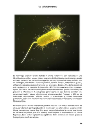 LAS ENTEROBACTERIAS
61
La morfología colonial y el olor frutado de amino acetofenona son elementos de una
identificación sencilla, y aunque existen caracteres de identificación confirmatorios, son de
uso poco corriente. Son bacilos Gram negativos, rectos o ligeramente curvos, móviles, con
un solo flagelo polar. Oxidasa y catalasa positivas, aerobias estrictas, no fermentan glucosa,
utilizan diversos azúcares oxidativamente con producción de ácido. Uno de los caracteres
más constantes es su capacidad de desarrollar a 42ºC. Producen varias enzimas, proteasas,
lipasas, lecitinasas. Las defensas inespecíficas del huésped son en general suficientes para
prevenir la infección por P. aeruginosa, pero brechas en esta barrera permiten a P.
aeruginosa invadir y causar infecciones de diversa gravedad. Producen el 10% de las
infecciones nosocomiales, infectan heridas y quemaduras y causan infecciones
pulmonares, sobre todo neumonía nosocomial e infecciones respiratorias en pacientes con
fibrosis quística.
La fibrosis quística es una enfermedad genética asociada a un defecto en la secreción de
cloro, caracterizada por la producción de mucina con una alteración de su composición
iónica, inusualmente espesa. Esto lleva a una menor eficiencia de la mucina para limpiar
las bacterias del pulmón y las vías aéreas y puede impedir el movimiento de las células
fagocíticas. Estos hechos explican la susceptibilidad de los pacientes con fibrosis quística a
la colonización con P. aeruginosa.
 