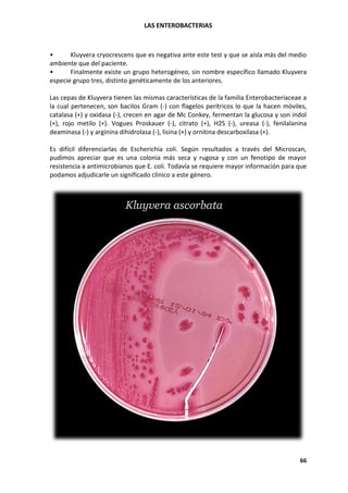 LAS ENTEROBACTERIAS
66
• Kluyvera cryocrescens que es negativa ante este test y que se aísla más del medio
ambiente que del paciente.
• Finalmente existe un grupo heterogéneo, sin nombre específico llamado Kluyvera
especie grupo tres, distinto genéticamente de los anteriores.
Las cepas de Kluyvera tienen las mismas características de la familia Enterobacteriaceae a
la cual pertenecen, son bacilos Gram (-) con flagelos perítricos lo que la hacen móviles,
catalasa (+) y oxidasa (-), crecen en agar de Mc Conkey, fermentan la glucosa y son indol
(+), rojo metilo (+). Vogues Proskauer (-), citrato (+), H2S (-), ureasa (-), fenilalanina
deaminasa (-) y arginina dihidrolasa (-), lisina (+) y ornitina descarboxilasa (+).
Es difícil diferenciarlas de Escherichia coli. Según resultados a través del Microscan,
pudimos apreciar que es una colonia más seca y rugosa y con un fenotipo de mayor
resistencia a antimicrobianos que E. coli. Todavía se requiere mayor información para que
podamos adjudicarle un significado clínico a este género.
 