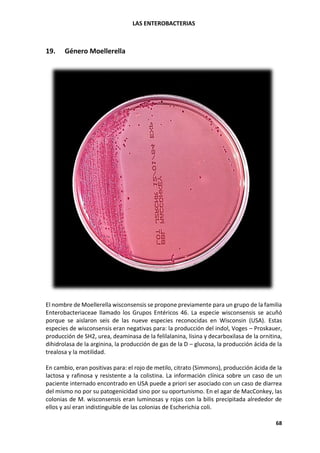 LAS ENTEROBACTERIAS
68
19. Género Moellerella
El nombre de Moellerella wisconsensis se propone previamente para un grupo de la familia
Enterobacteriaceae llamado los Grupos Entéricos 46. La especie wisconsensis se acuñó
porque se aislaron seis de las nueve especies reconocidas en Wisconsin (USA). Estas
especies de wisconsensis eran negativas para: la producción del indol, Voges – Proskauer,
producción de SH2, urea, deaminasa de la felilalanina, lisina y decarboxilasa de la ornitina,
dihidrolasa de la arginina, la producción de gas de la D – glucosa, la producción ácida de la
trealosa y la motilidad.
En cambio, eran positivas para: el rojo de metilo, citrato (Simmons), producción ácida de la
lactosa y rafinosa y resistente a la colistina. La información clínica sobre un caso de un
paciente internado encontrado en USA puede a priori ser asociado con un caso de diarrea
del mismo no por su patogenicidad sino por su oportunismo. En el agar de MacConkey, las
colonias de M. wisconsensis eran luminosas y rojas con la bilis precipitada alrededor de
ellos y así eran indistinguible de las colonias de Escherichia coli.
 