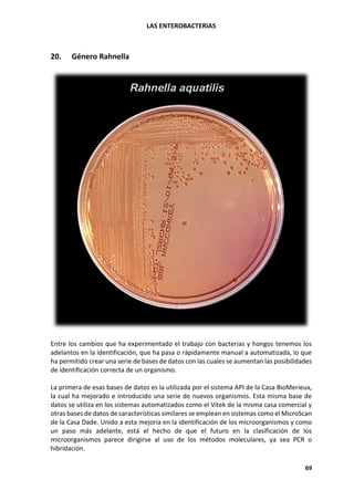 LAS ENTEROBACTERIAS
69
20. Género Rahnella
Entre los cambios que ha experimentado el trabajo con bacterias y hongos tenemos los
adelantos en la identificación, que ha pasa o rápidamente manual a automatizada, lo que
ha permitido crear una serie de bases de datos con las cuales se aumentan las posibilidades
de identificación correcta de un organismo.
La primera de esas bases de datos es la utilizada por el sistema API de la Casa BioMerieux,
la cual ha mejorado e introducido una serie de nuevos organismos. Esta misma base de
datos se utiliza en los sistemas automatizados como el Vitek de la misma casa comercial y
otras bases de datos de características similares se emplean en sistemas como el MicroScan
de la Casa Dade. Unido a esta mejoría en la identificación de los microorganismos y como
un paso más adelante, está el hecho de que el futuro en la clasificación de los
microorganismos parece dirigirse al uso de los métodos moleculares, ya sea PCR o
hibridación.
 