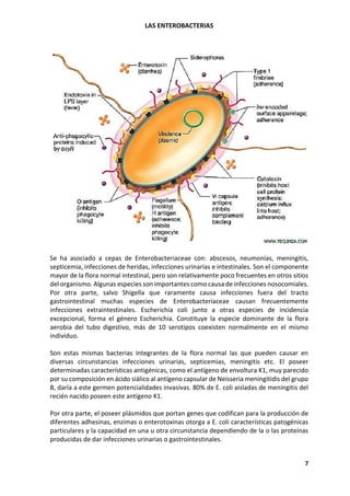 LAS ENTEROBACTERIAS
7
Se ha asociado a cepas de Enterobacteriaceae con: abscesos, neumonías, meningitis,
septicemia, infecciones de heridas, infecciones urinarias e intestinales. Son el componente
mayor de la flora normal intestinal, pero son relativamente poco frecuentes en otros sitios
del organismo. Algunas especies son importantes como causa de infecciones nosocomiales.
Por otra parte, salvo Shigella que raramente causa infecciones fuera del tracto
gastrointestinal muchas especies de Enterobacteriaceae causan frecuentemente
infecciones extraintestinales. Escherichia coli junto a otras especies de incidencia
excepcional, forma el género Escherichia. Constituye la especie dominante de la flora
aerobia del tubo digestivo, más de 10 serotipos coexisten normalmente en el mismo
individuo.
Son estas mismas bacterias integrantes de la flora normal las que pueden causar en
diversas circunstancias infecciones urinarias, septicemias, meningitis etc. El poseer
determinadas características antigénicas, como el antígeno de envoltura K1, muy parecido
por su composición en ácido siálico al antígeno capsular de Neisseria meningitidis del grupo
B, daría a este germen potencialidades invasivas. 80% de E. coli aisladas de meningitis del
recién nacido poseen este antígeno K1.
Por otra parte, el poseer plásmidos que portan genes que codifican para la producción de
diferentes adhesinas, enzimas o enterotoxinas otorga a E. coli características patogénicas
particulares y la capacidad en una u otra circunstancia dependiendo de la o las proteínas
producidas de dar infecciones urinarias o gastrointestinales.
 