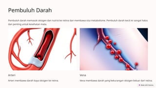 Pembuluh Darah
Pembuluh darah memasok oksigen dan nutrisi ke retina dan membawa sisa metabolisme. Pembuluh darah kecil ini sangat halus
dan penting untuk kesehatan mata.
Arteri
Arteri membawa darah kaya oksigen ke retina.
Vena
Vena membawa darah yang kekurangan oksigen keluar dari retina.
 