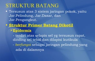 STRUKTUR BATANG
• Tersusun atas 3 sistem jaringan pokok, yaitu
  Jar.Pelindung, Jar.Dasar, dan
  Jar.Pengangkut.
• Struktur Primer Batang Dikotil
  Epidermis
   - terdiri atas selapis sel yg tersusun rapat,
   dinding sel tebal dan dilapisi kutikula
   - berfungsi sebagai jaringan pelindung yang
     ada di dalamnya
 