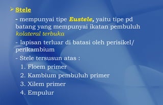  Stele
 - mempunyai tipe Eustele, yaitu tipe pd
 batang yang mempunyai ikatan pembuluh
 kolateral terbuka
 - lapisan terluar di batasi oleh perisikel/
 perikambium
 - Stele tersusun atas :
   1. Floem primer
   2. Kambium pembuluh primer
   3. Xilem primer
   4. Empulur
 