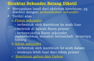 • Struktur Sekunder Batang Dikotil
  Merupakan hasil dari aktivitas kambium, yg
    disebut dangan pertumbuhan sekunder.
  Terdiri atas :
    a.Floem sekunder
      - terbentuk oleh kambium ke arah luar
      - terletak di bawah floem primer
      - terbentuknya floem sekunder
      menyebabkan semakin bertambah besarnya
      batang
    b.Xilem sekunder
      - terbentuk oleh kambium ke arah dalam
      - letaknya lebih luar dari xilem primer
    c. Kambium gabus dan Gabus
 