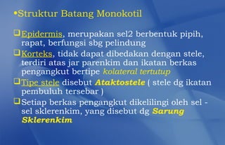 •Struktur Batang Monokotil

 Epidermis, merupakan sel2 berbentuk pipih,
  rapat, berfungsi sbg pelindung
 Korteks, tidak dapat dibedakan dengan stele,
  terdiri atas jar parenkim dan ikatan berkas
  pengangkut bertipe kolateral tertutup
 Tipe stele disebut Ataktostele ( stele dg ikatan
  pembuluh tersebar )
 Setiap berkas pengangkut dikelilingi oleh sel -
  sel sklerenkim, yang disebut dg Sarung
  Sklerenkim
 