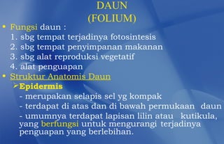 DAUN
                    (FOLIUM)
• Fungsi daun :
  1. sbg tempat terjadinya fotosintesis
  2. sbg tempat penyimpanan makanan
  3. sbg alat reproduksi vegetatif
  4. alat penguapan
• Struktur Anatomis Daun
   Epidermis
     - merupakan selapis sel yg kompak
     - terdapat di atas dan di bawah permukaan daun
     - umumnya terdapat lapisan lilin atau kutikula,
     yang berfungsi untuk mengurangi terjadinya
     penguapan yang berlebihan.
 
