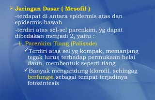  Jaringan Dasar ( Mesofil )
  -terdapat di antara epidermis atas dan
  epidermis bawah
  -terdiri atas sel-sel parenkim, yg dapat
  dibedakan menjadi 2, yaitu :
   1. Parenkim Tiang (Palisade)
      Terdiri atas sel yg kompak, memanjang
       tegak lurus terhadap permukaan helai
       daun, membentuk seperti tiang
      Banyak mengandung klorofil, sehingag
       berfungsi sebagai tempat terjadinya
       fotosintesis
 