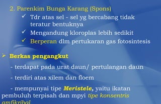 2. Parenkim Bunga Karang (Spons)
       Tdr atas sel - sel yg bercabang tidak
         teratur bentuknya
       Mengandung kloroplas lebih sedikit
       Berperan dlm pertukaran gas fotosintesis

 Berkas pengangkut
  - terdapat pada urat daun/ pertulangan daun
  - terdiri atas xilem dan floem
  - mempunyai tipe Meristele, yaitu ikatan
pembuluh terpisah dan mpyi tipe konsentris
 
