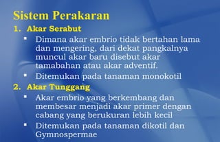 Sistem Perakaran
1. Akar Serabut
   Dimana akar embrio tidak bertahan lama
     dan mengering, dari dekat pangkalnya
     muncul akar baru disebut akar
     tamabahan atau akar adventif.
   Ditemukan pada tanaman monokotil
2. Akar Tunggang
   Akar embrio yang berkembang dan
     membesar menjadi akar primer dengan
     cabang yang berukuran lebih kecil
   Ditemukan pada tanaman dikotil dan
     Gymnospermae
 