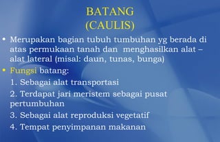 BATANG
                  (CAULIS)
• Merupakan bagian tubuh tumbuhan yg berada di
  atas permukaan tanah dan menghasilkan alat –
  alat lateral (misal: daun, tunas, bunga)
• Fungsi batang:
  1. Sebagai alat transportasi
  2. Terdapat jari meristem sebagai pusat
  pertumbuhan
  3. Sebagai alat reproduksi vegetatif
  4. Tempat penyimpanan makanan
 