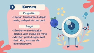 Pengertian
Fungsi
Membantu memfokuskan
cahaya yang masuk ke mata.
Memberi perlindungan awal
dari debu, kotoran, dan
mikroorganisme.
Kornea
Lapisan transparan di depan
mata, melapisi iris dan pupil.
 