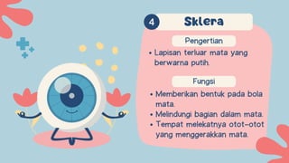 Pengertian
Fungsi
Memberikan bentuk pada bola
mata.
Melindungi bagian dalam mata.
Tempat melekatnya otot-otot
yang menggerakkan mata.
Sklera
Lapisan terluar mata yang
berwarna putih.
 