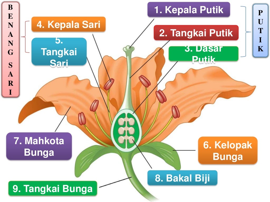 Bagian bunga dan fungsinya Bagian bunga dan fungsinya
