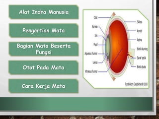 Alat Indra Manusia
Pengertian Mata
Bagian Mata Beserta
Fungsi
Otot Pada Mata
Cara Kerja Mata
 