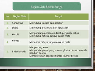 Bagian Mata Beserta Fungsi
No. Bagian Mata Fungsi
1. Konjuntiva Melindungi kornea dari gesekan
2. Sklera Melindungi bola mata dari kerusakan
3. Koroid
Mengandung pembuluh darah penyuplai retina
Melindungi refleksi cahaya dalam mata
4.
Kornea
Menerima cahaya yang masuk ke mata
5. Badan Siliaris
Menyokong lensa
Mengandung otot yang memungkinkan lensa berubah
berubah bentuk
Mensekresikan aqueous humor (humor berair)
 