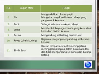 No. Bagian Mata Fungsi
6. Iris
Mengendalikan ukuran pupil
Mengatur banyak sedikitnya cahaya yang
yang masuk ke mata
7. Pupil Sebagai saluran masuknya cahaya
8. Lensa
Membentuk bayangan benda yang kemudian
kemudian dikirim ke otak
9. Retina Mengandung sel batang dan kerucut
10. Fovea (bintik kuning)
Bagian retina yang mengandung sel kerucut.
kerucut.
11. Bintik Buta
Daerah tempat saraf optik meninggalkan
meninggalkan bagian dalam bola mata dan
dan tidak mengandung sel konus dan batang
batang
 