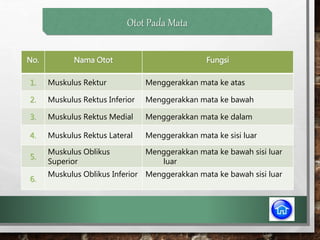 Otot Pada Mata
No. Nama Otot Fungsi
1. Muskulus Rektur Menggerakkan mata ke atas
2. Muskulus Rektus Inferior Menggerakkan mata ke bawah
3. Muskulus Rektus Medial Menggerakkan mata ke dalam
4. Muskulus Rektus Lateral Menggerakkan mata ke sisi luar
5.
Muskulus Oblikus
Superior
Menggerakkan mata ke bawah sisi luar
luar
6.
Muskulus Oblikus Inferior Menggerakkan mata ke bawah sisi luar
 