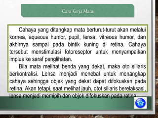 Cara Kerja Mata
Cahaya yang ditangkap mata berturut-turut akan melalui
kornea, aqueous humor, pupil, lensa, vitreous humor, dan
akhirnya sampai pada bintik kuning di retina. Cahaya
tersebut menstimulasi fotoreseptor untuk menyampaikan
implus ke saraf penglihatan.
Bila mata melihat benda yang dekat, maka oto siliaris
berkontraksi. Lensa menjadi menebal untuk menangkap
cahaya sehingga objek yang dekat dapat difokuskan pada
retina. Akan tetapi, saat melihat jauh, otot siliaris berelaksasi,
lensa menjadi memipih dan objek difokuskan pada retina.
 