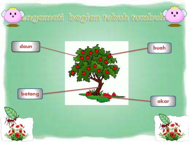 8400 Gambar Bagian Tubuh Hewan Dan Tumbuhan Terbaru