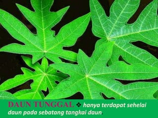 Bagian Tumbuhan | PPTX