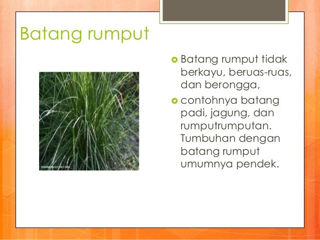  Bagian tumbuhan dan fungsinya