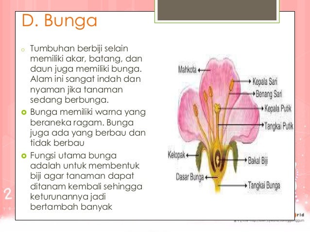 72+ Gambar Bunga Dan Fungsinya Paling Bagus 72+ Gambar Bunga Dan Fungsinya Paling Bagus