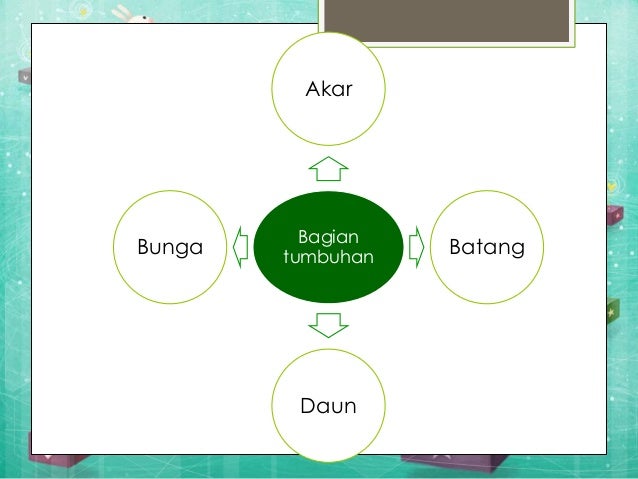  Bagian tumbuhan dan fungsinya