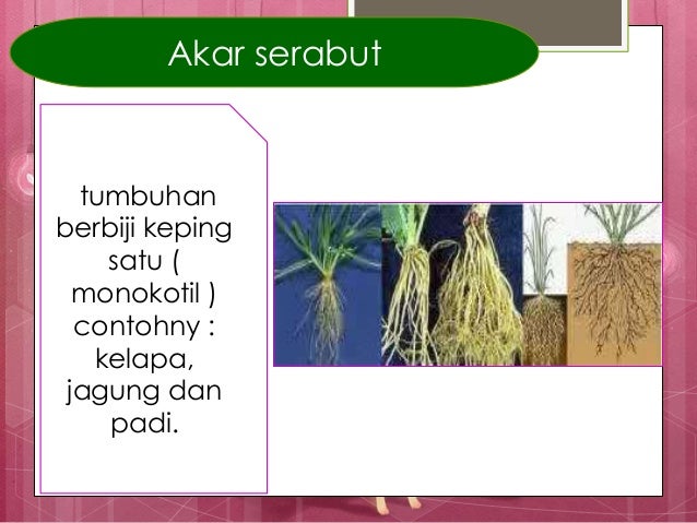  Bagian tumbuhan dan fungsinya