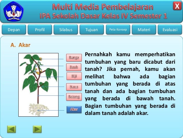 Bagian tumbuhan dan fungsinya