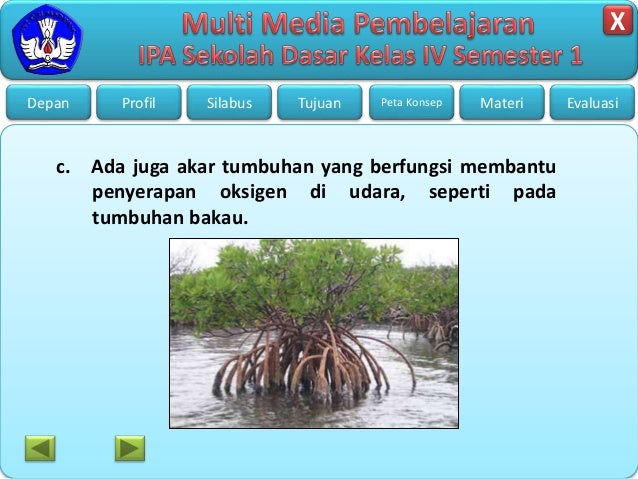 Bagian tumbuhan dan fungsinya