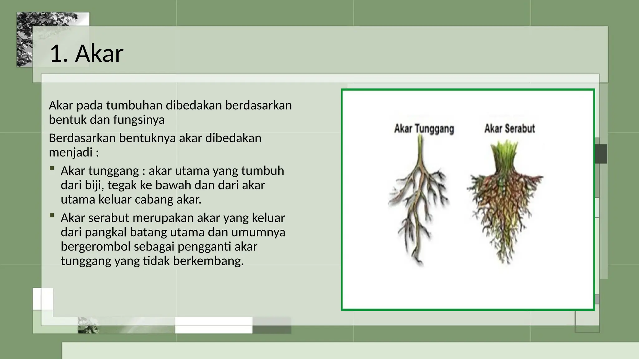 Bagian Tumbuhan dan Fungsinya.pptx untuk kelas 4 | PPTX