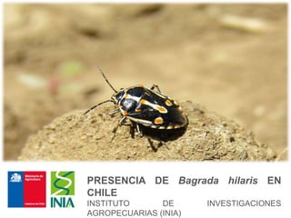 PRESENCIA DE Bagrada hilaris EN
CHILE
INSTITUTO DE INVESTIGACIONES
AGROPECUARIAS (INIA)
 