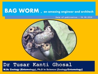 BAG WORM , an amazing engineer and architech
Date of publication : 04.08.2019
Dr Tusar Kanti Ghosal
M.Sc Zoology (Entomology), Ph.D in Science (Zoology/Entomology)
 