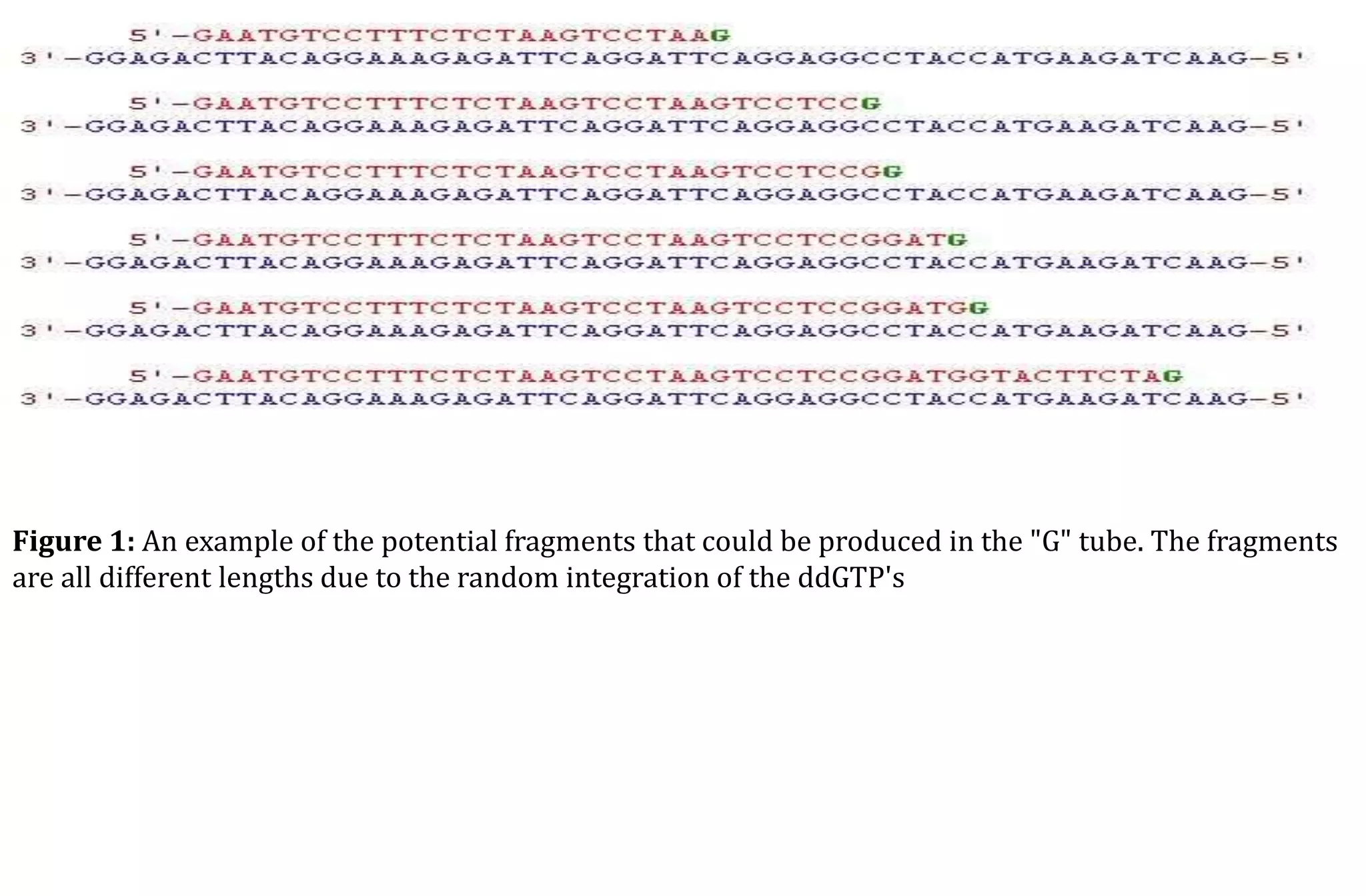 Figure 1: An example of the potential fragments that could be produced in the "G" tube. The fragments
are all different lengths due to the random integration of the ddGTP's
 