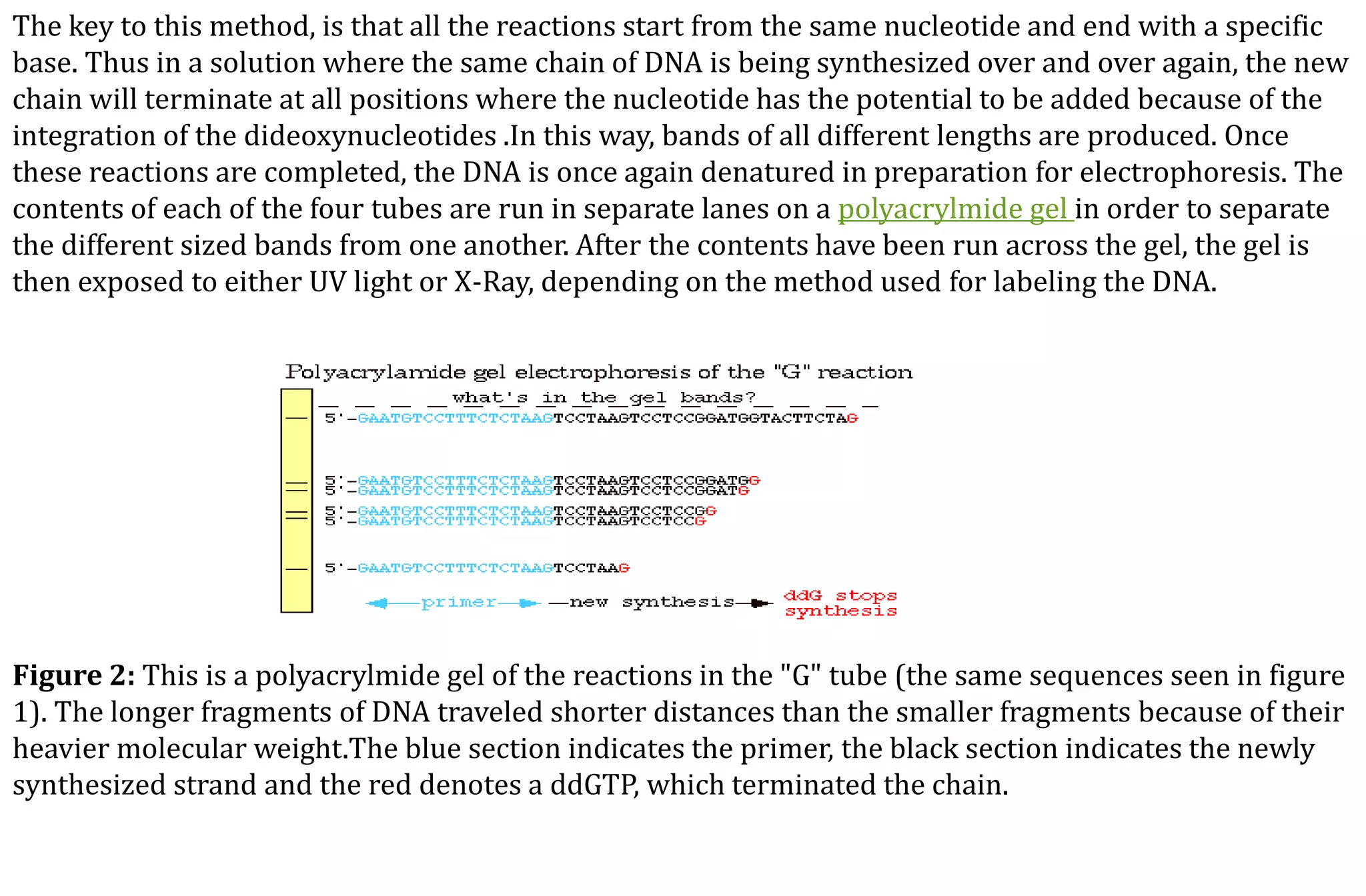 The key to this method, is that all the reactions start from the same nucleotide and end with a specific
base. Thus in a solution where the same chain of DNA is being synthesized over and over again, the new
chain will terminate at all positions where the nucleotide has the potential to be added because of the
integration of the dideoxynucleotides .In this way, bands of all different lengths are produced. Once
these reactions are completed, the DNA is once again denatured in preparation for electrophoresis. The
contents of each of the four tubes are run in separate lanes on a polyacrylmide gel in order to separate
the different sized bands from one another. After the contents have been run across the gel, the gel is
then exposed to either UV light or X-Ray, depending on the method used for labeling the DNA.
Figure 2: This is a polyacrylmide gel of the reactions in the "G" tube (the same sequences seen in figure
1). The longer fragments of DNA traveled shorter distances than the smaller fragments because of their
heavier molecular weight.The blue section indicates the primer, the black section indicates the newly
synthesized strand and the red denotes a ddGTP, which terminated the chain.
 