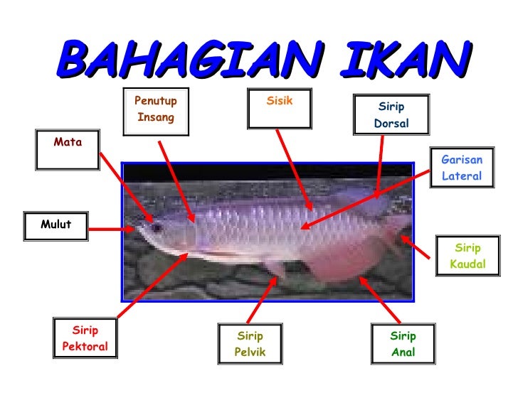 Bahagian Ikan Bahagian Ikan