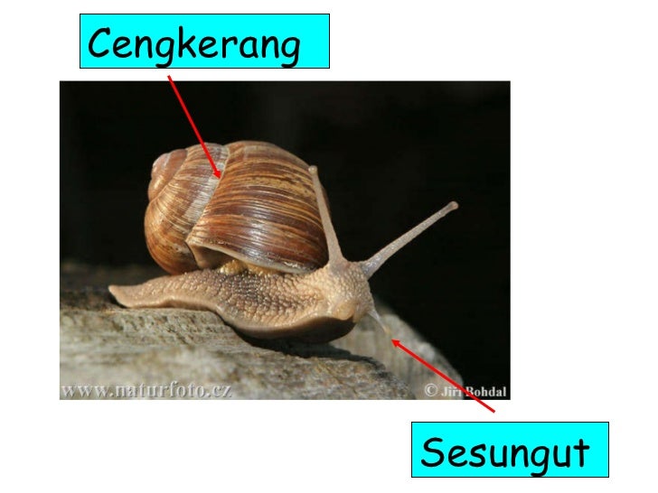 Bahagian badan haiwan