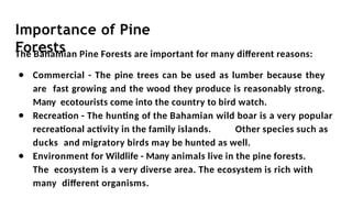 Importance of Pine
Forests
The Bahamian Pine Forests are important for many diﬀerent reasons:
● Commercial - The pine trees can be used as lumber because they
are fast growing and the wood they produce is reasonably strong.
Many ecotourists come into the country to bird watch.
● Recreation - The hunting of the Bahamian wild boar is a very popular
recreational activity in the family islands. Other species such as
ducks and migratory birds may be hunted as well.
● Environment for Wildlife - Many animals live in the pine forests.
The ecosystem is a very diverse area. The ecosystem is rich with
many diﬀerent organisms.
 