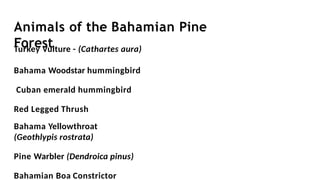 Animals of the Bahamian Pine
Forest
Turkey Vulture - (Cathartes aura)
Bahama Woodstar hummingbird
Cuban emerald hummingbird
Red Legged Thrush
Bahama Yellowthroat
(Geothlypis rostrata)
Pine Warbler (Dendroica pinus)
Bahamian Boa Constrictor
 