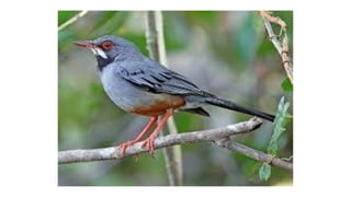 Bahamian Pine Forests PowerPoint Presentation