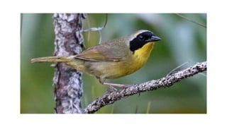 Bahamian Pine Forests PowerPoint Presentation