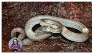 Bahamian Pine Forests PowerPoint Presentation