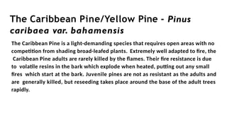 The Caribbean Pine/Yellow Pine - Pinus
caribaea var. bahamensis
The Caribbean Pine is a light-demanding species that requires open areas with no
competition from shading broad-leafed plants. Extremely well adapted to fire, the
Caribbean Pine adults are rarely killed by the flames. Their fire resistance is due
to volatile resins in the bark which explode when heated, putting out any small
fires which start at the bark. Juvenile pines are not as resistant as the adults and
are generally killed, but reseeding takes place around the base of the adult trees
rapidly.
 