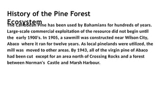 History of the Pine Forest
Ecosystem
The Caribbean Pine has been used by Bahamians for hundreds of years.
Large-scale commercial exploitation of the resource did not begin until
the early 1900's. In 1905, a sawmill was constructed near Wilson City,
Abaco where it ran for twelve years. As local pinelands were utilized, the
mill was moved to other areas. By 1943, all of the virgin pine of Abaco
had been cut except for an area north of Crossing Rocks and a forest
between Norman's Castle and Marsh Harbour.
 